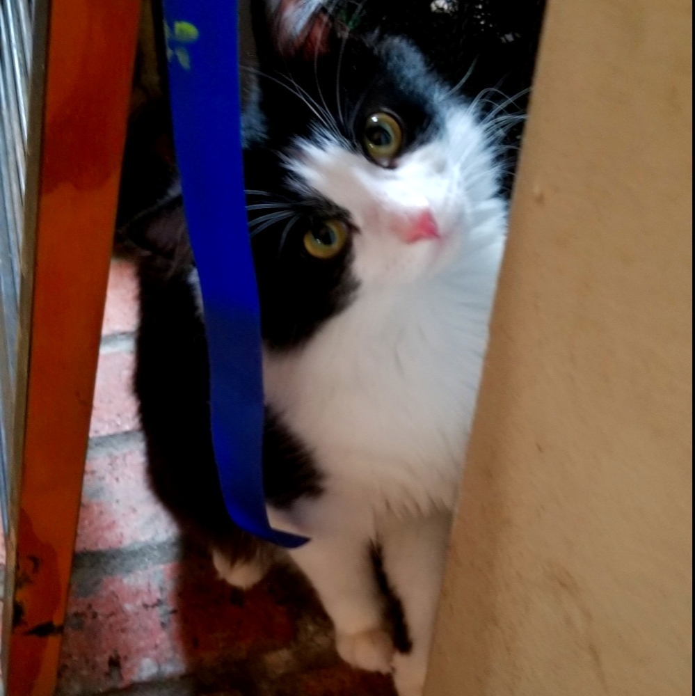 New kitty..priceless...